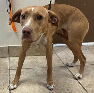 Blossom, Vizsla Mix, adult, available for adoption