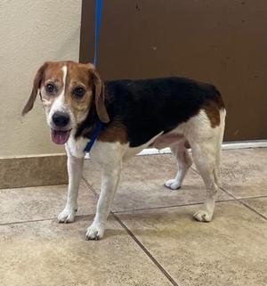 Toby, Beagle, available for adoption