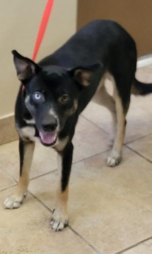Ranger, Mixed Breed, young, available for adoption