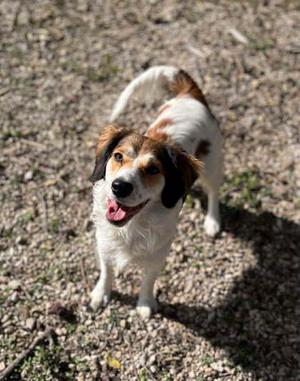Tilly, English Springer Spaniel Mix, adult, available for adoption