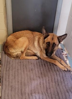 Montana, German Shepherd Dog Mix, adult, available for adoption