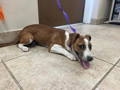 Buddy, Jack (Parson) Russell Terrier Mix, young, available for adoption