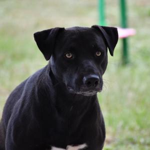 Charles, Mixed Breed, adult, available for adoption