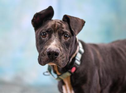 Rosie, American Bulldog, senior, available for adoption