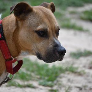 TyTy, Mixed Breed, adult, available for adoption