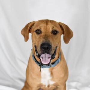 Garrison, Mixed Breed, young, available for adoption