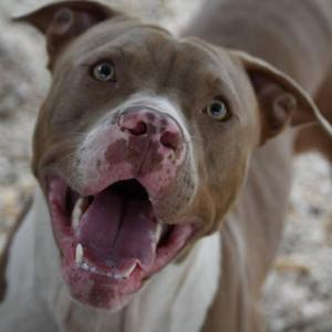 A close-up of a brown and white dog with its mouth open, showing its teeth and tongue. The dog has a muscular build and a broad head with floppy ears. Its eyes are light-colored, and it appears to be panting or smiling.