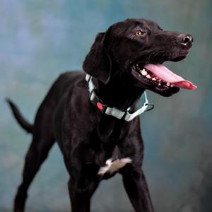 Scotty, Mixed Breed, young, available for adoption