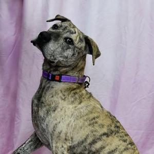A brindle dog wearing a purple collar, sitting in front of a pink background.