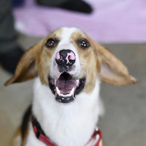 Opossum, Beagle, adult, available for adoption