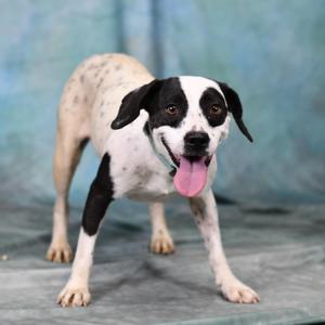 A black and white dog with spots standing on a blue background, tongue out and looking at the camera.