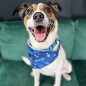 Edge, Mixed Breed, adult, available for adoption