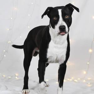Andy, American Bulldog, adult, available for adoption