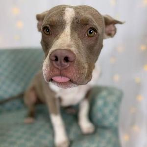 A brown and white dog with a pink nose and green eyes is sitting on a blue cushion with a patterned design. The background is softly lit with small, glowing lights.