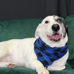 Hannah, American Bulldog, adult, available for adoption