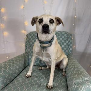 A light-colored dog with floppy ears sitting on a green patterned chair, wearing a blue collar. The background features a white curtain with string lights.