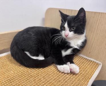 Carlo, young, available for adoption