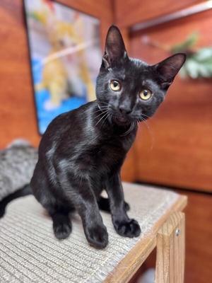 Austin, young, available for adoption
