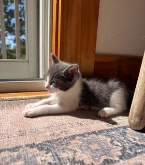 Agatha, young, available for adoption