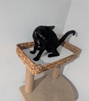 A black cat sitting on a woven cat tree platform.