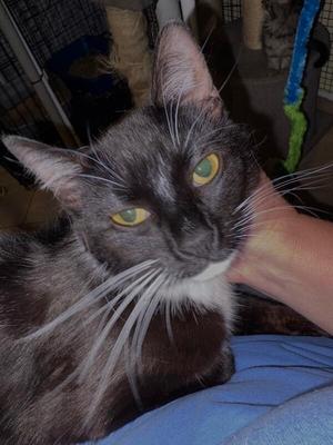 Blossom, adult, available for adoption