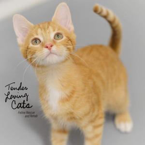 Tender Loving Cats, Inc