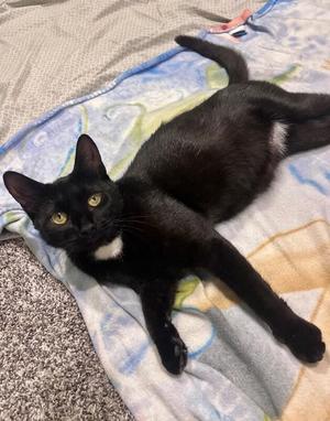Babs, adult, available for adoption