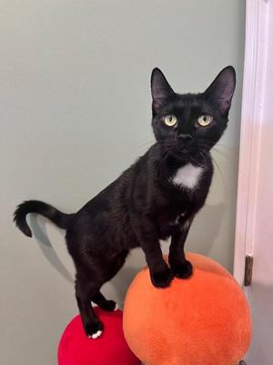 Babs, adult, available for adoption