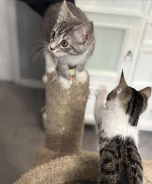 Two cats on a cat tree