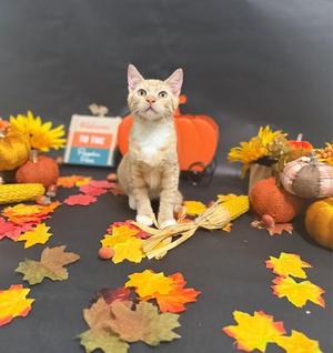 Biscuit, young, available for adoption