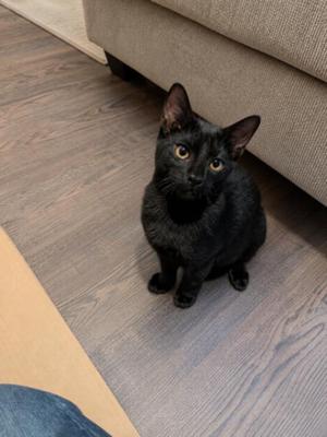 Asher, young, available for adoption