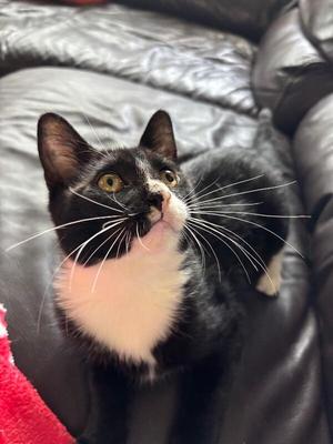 Domino, young, available for adoption