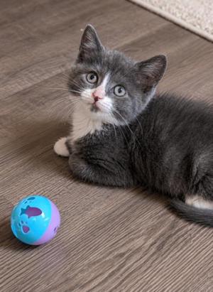 A gray and white kitten lying on a wooden floor next to a blue and pink ball.