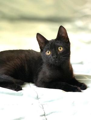 A black cat with yellow-gold eyes lying on a light-colored, quilted fabric.
