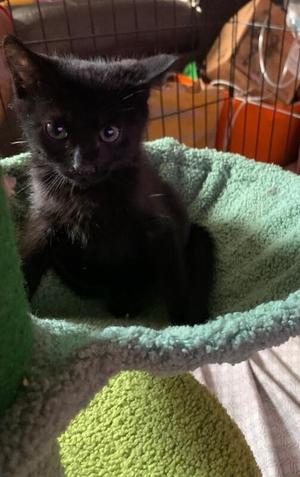Baloo, young, available for adoption