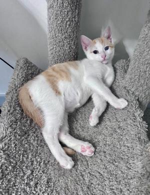 A white and orange cat lying on a gray cat tree.