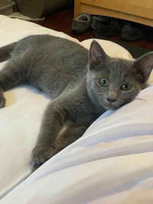 Biscuit McFlufferton, young, available for adoption