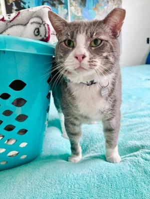 Butch, adult, available for adoption