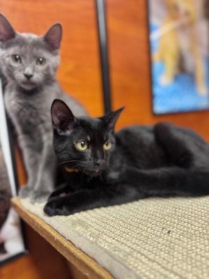 Charleston, young, available for adoption