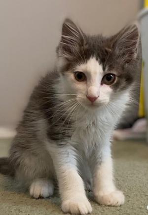 A fluffy gray and white kitten with large, expressive eyes sitting on a carpeted floor.