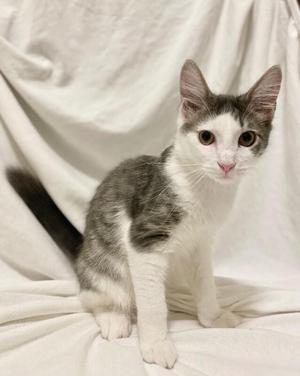 A gray and white cat sitting on a white blanket