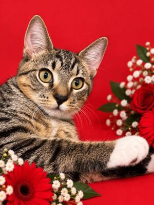 Amber, young, available for adoption