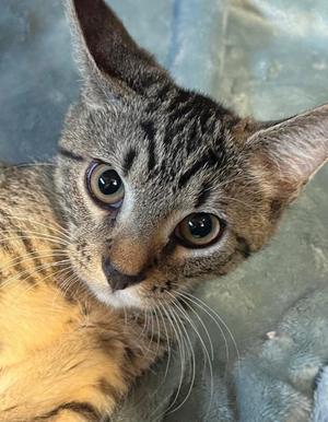 Amber, young, available for adoption