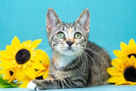 Fiesta, young, available for adoption