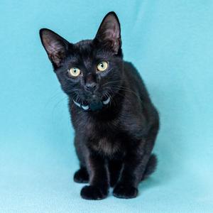 Damon, young, available for adoption