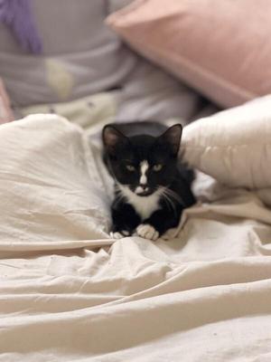 A black and white tuxedo kitten sitting on a white bed with pillows in the background.
