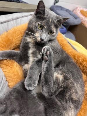 Courtney, adult, available for adoption