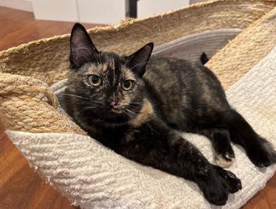 Calypso, young, available for adoption