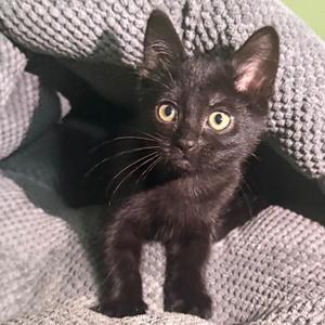 Charlotte, young, available for adoption