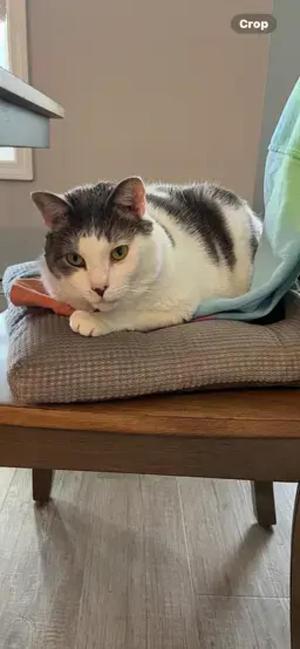 Bernadette, adult, available for adoption